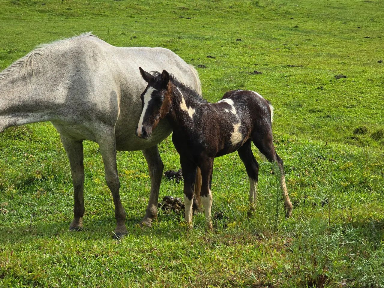 Lindos potros pampas - Foto 6