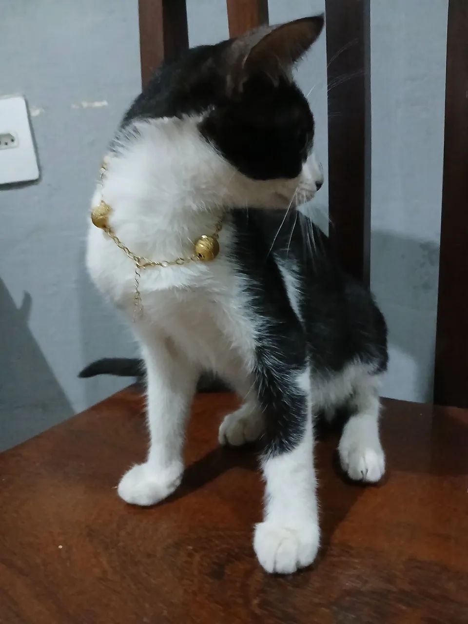 Gatinha para adoção  - Foto 3