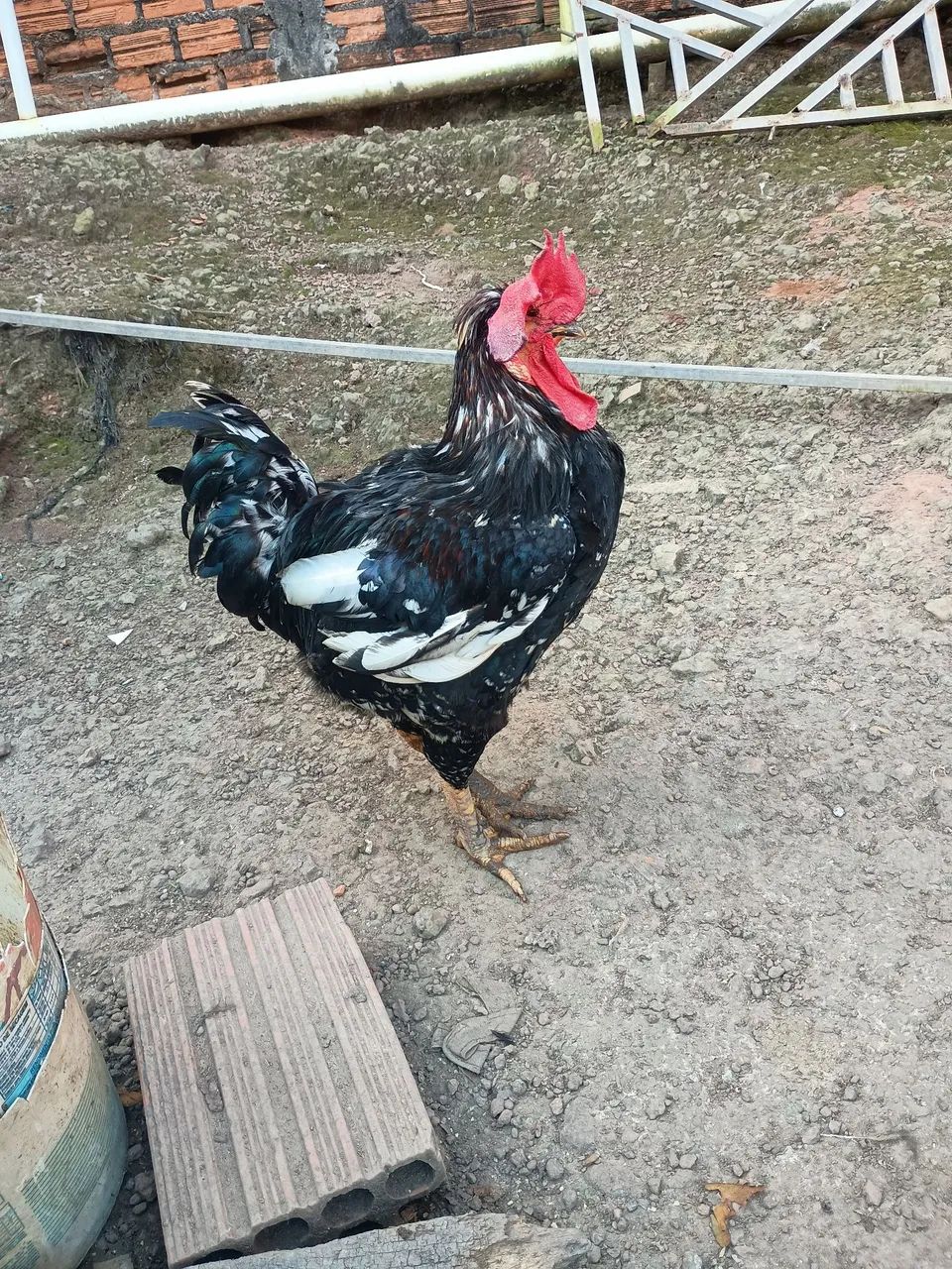 GALO GSB 