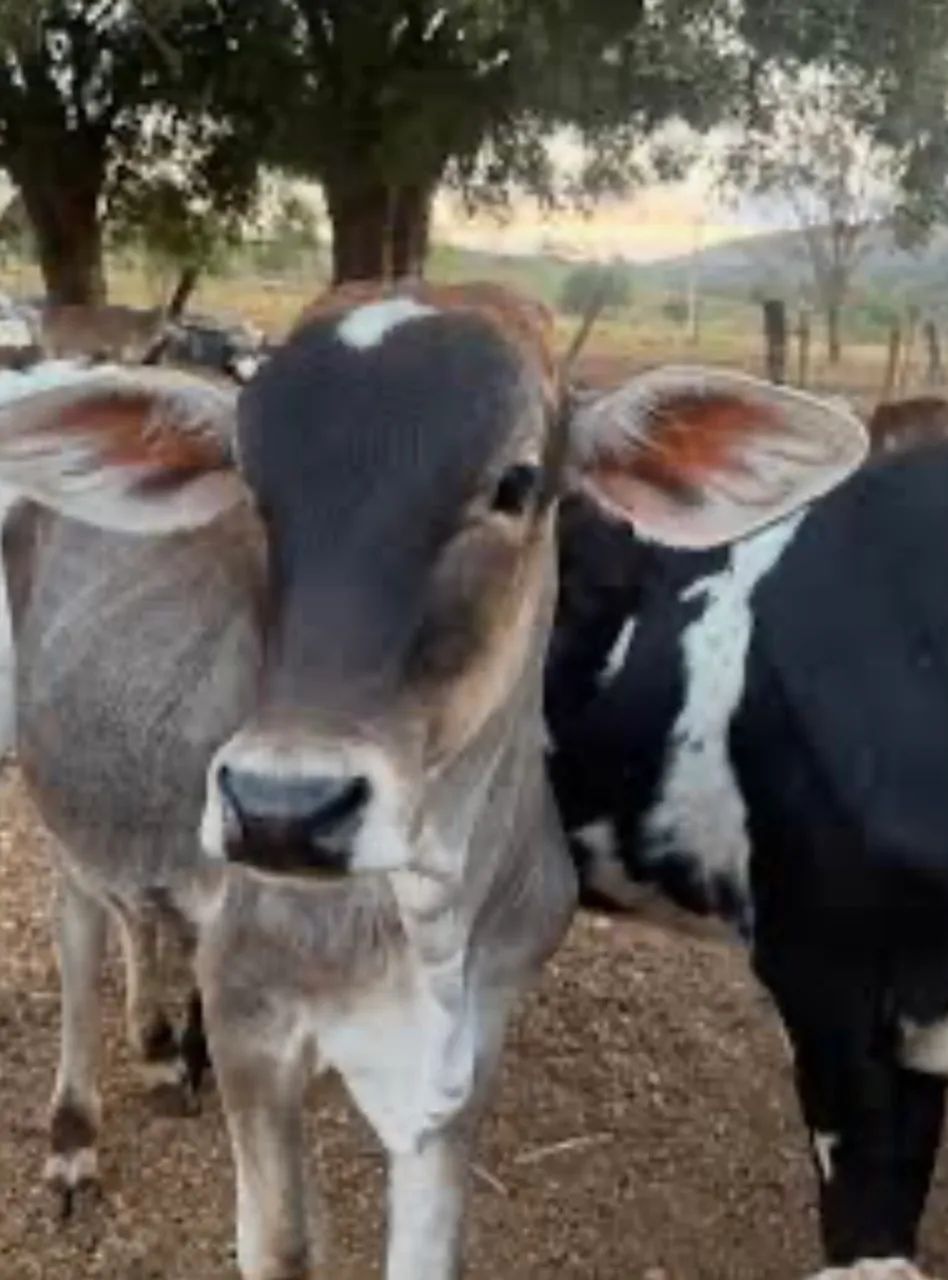 Vendo 35 cabeças de gado - Foto 2