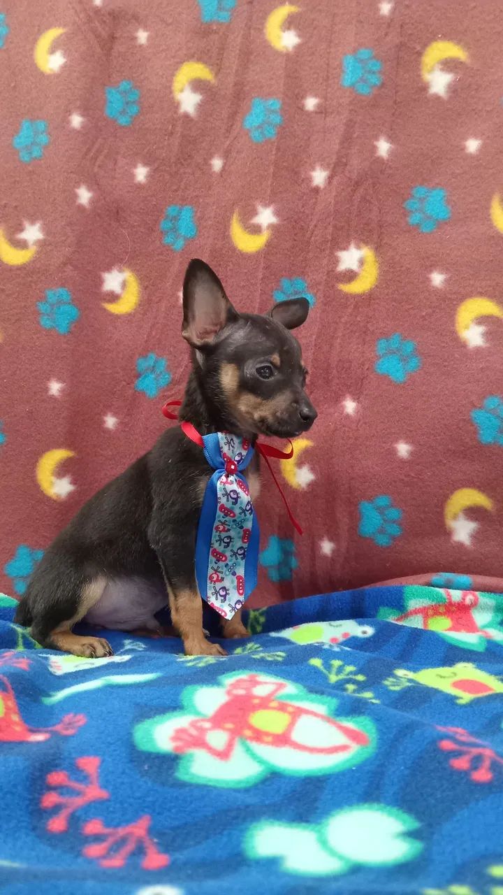 PINSCHER MACHO  - Foto 4