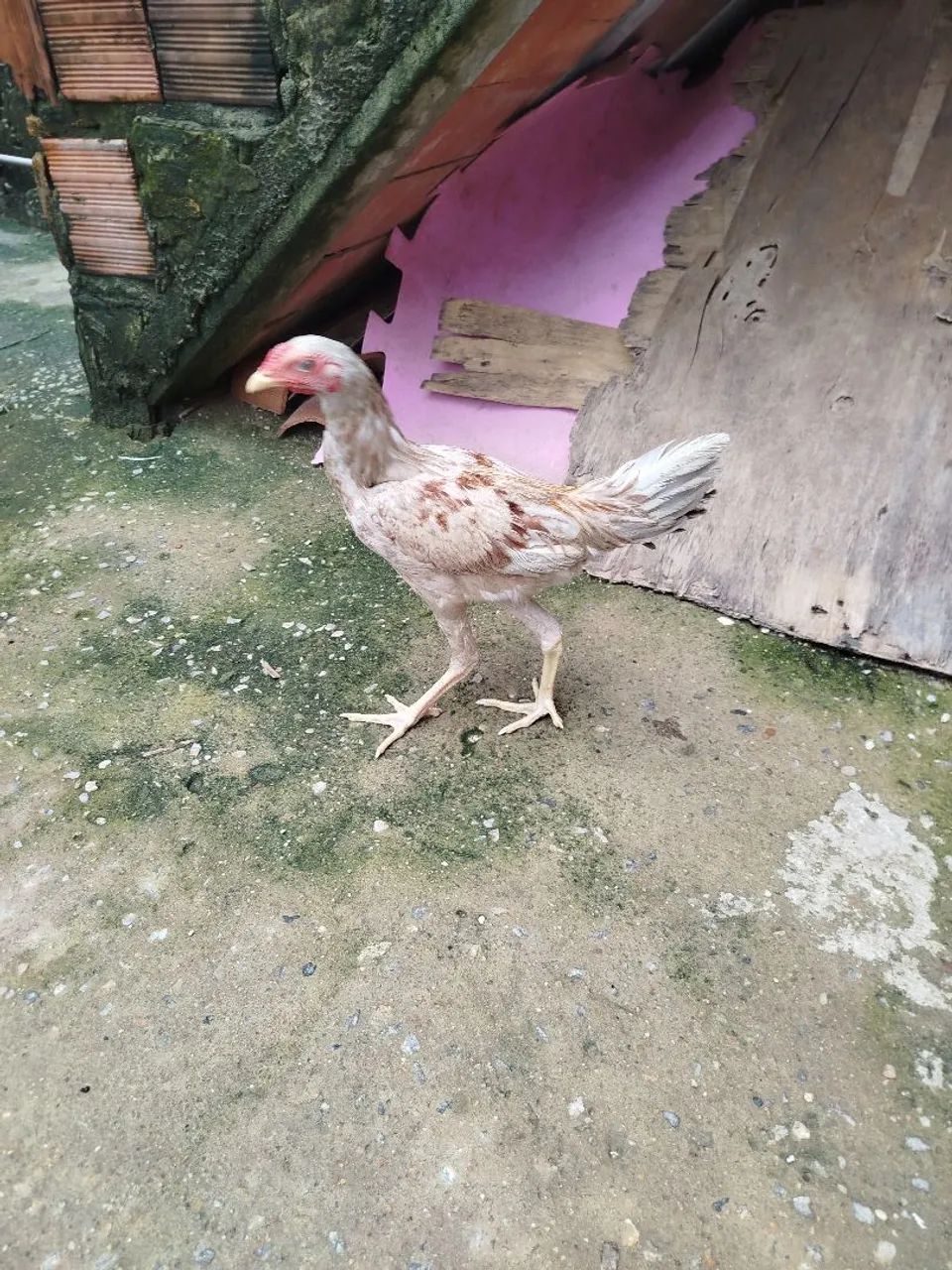Galinha índio gigante  - Foto 4
