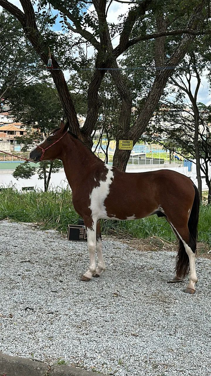 Cavalo mangalarga marchador registrado  - Foto 6