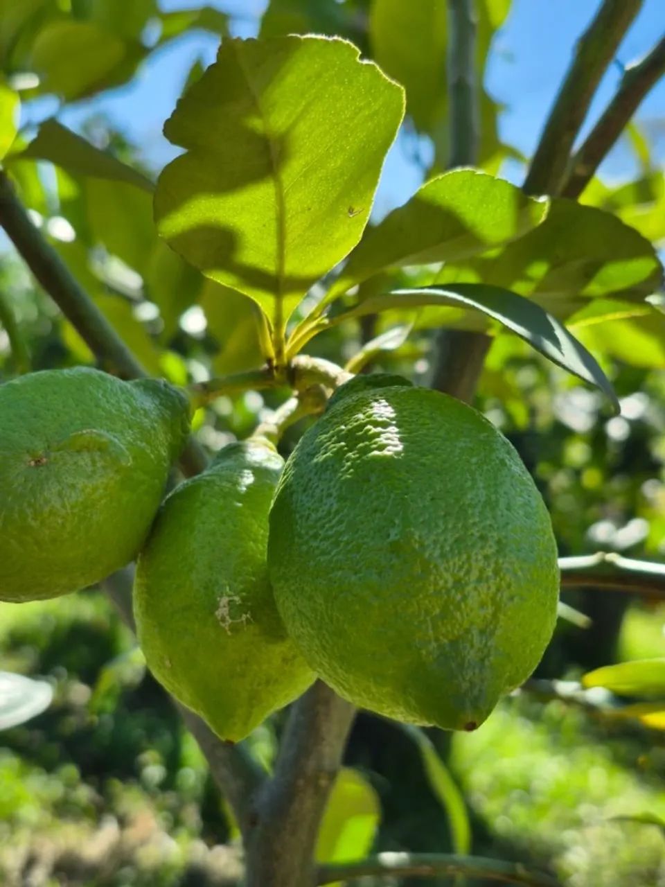 MUDAS DE LIMÃO GALEGO E SICILIANO PRODUZINDO 