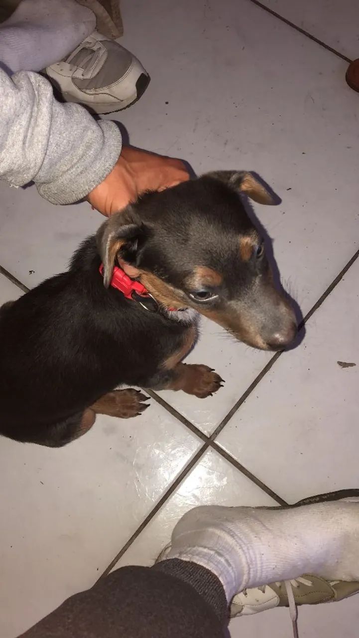 Doação de cachorro  - Foto 3