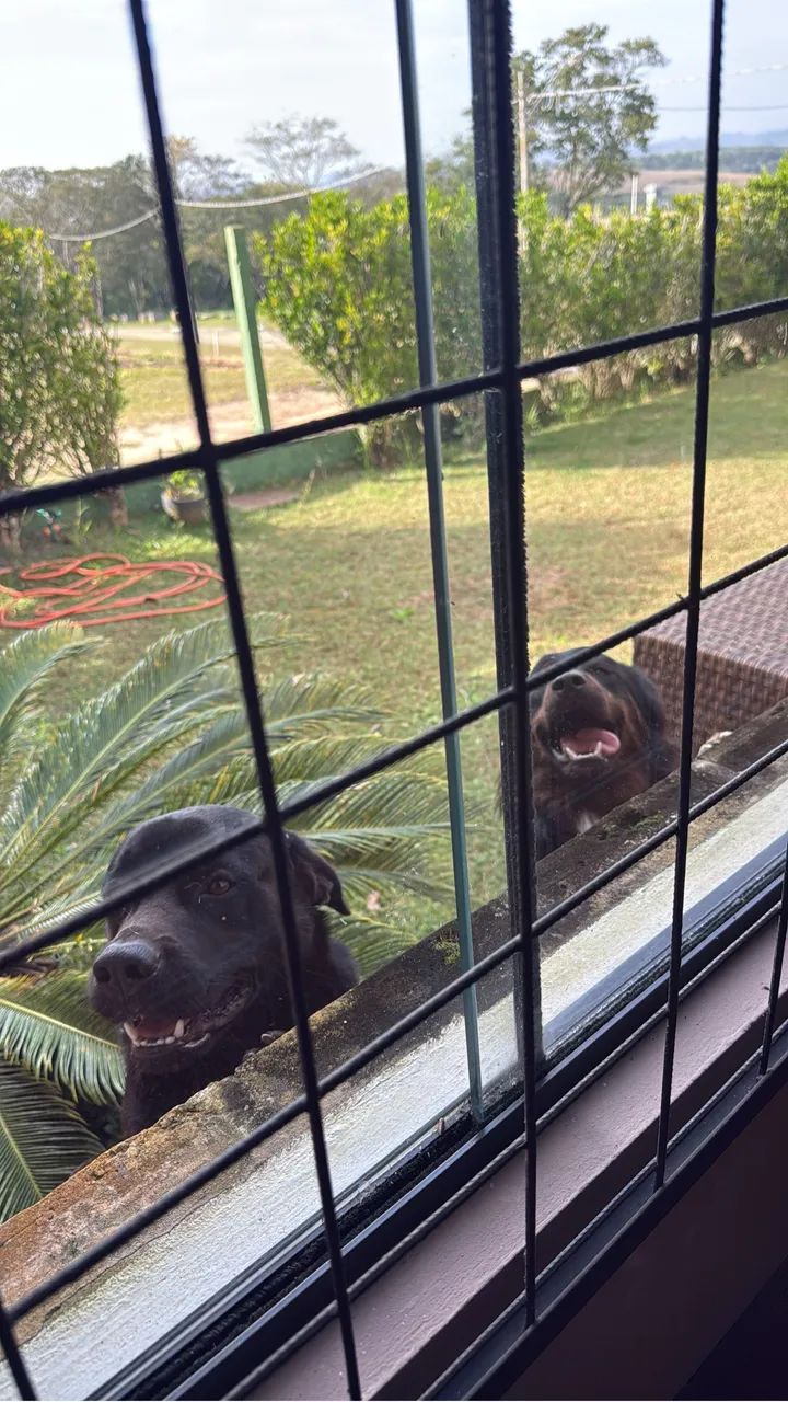 Doação Labrador macho 1 ano e meio - Foto 3