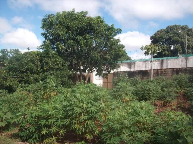 Terreno Padrão em Uberlândia - Foto 4