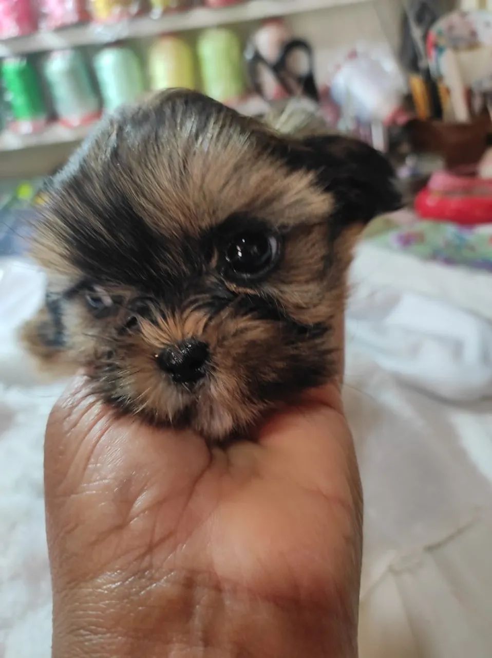 Vendo cachorro 