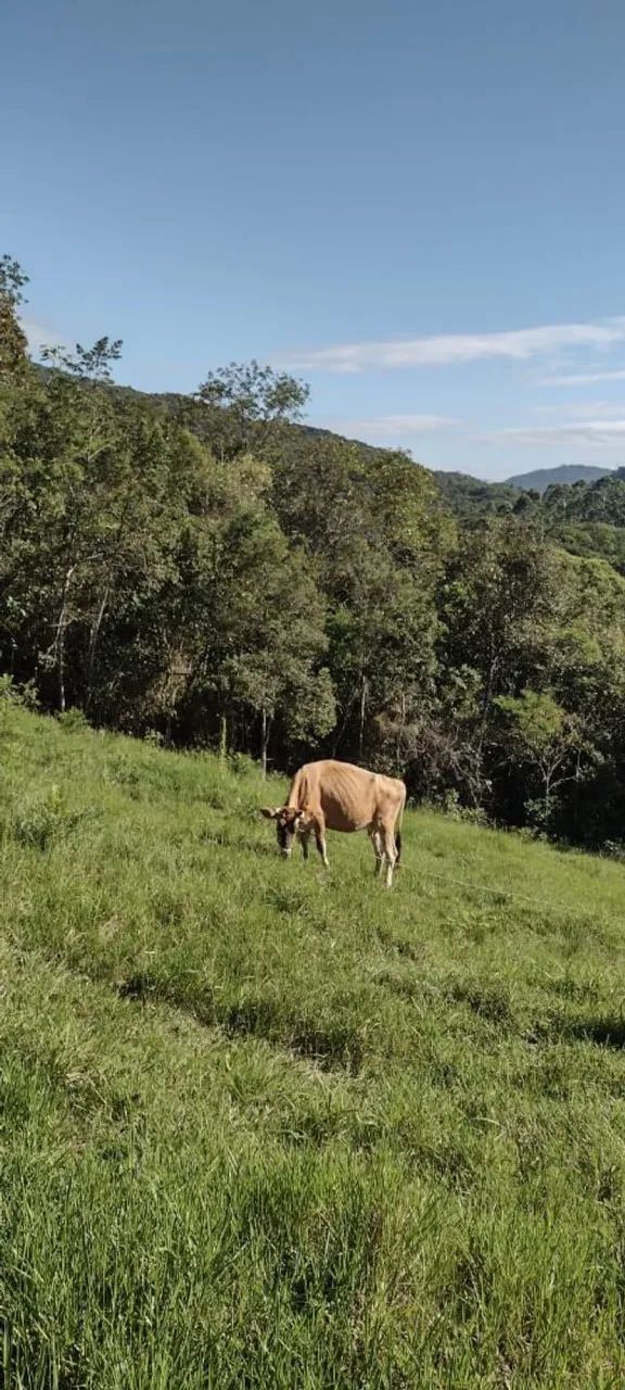 Vaca 