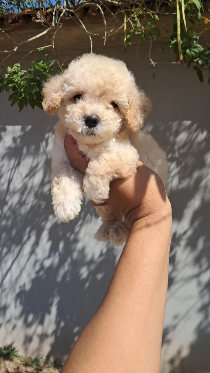 Lindo machinho de poodle  - Foto 2