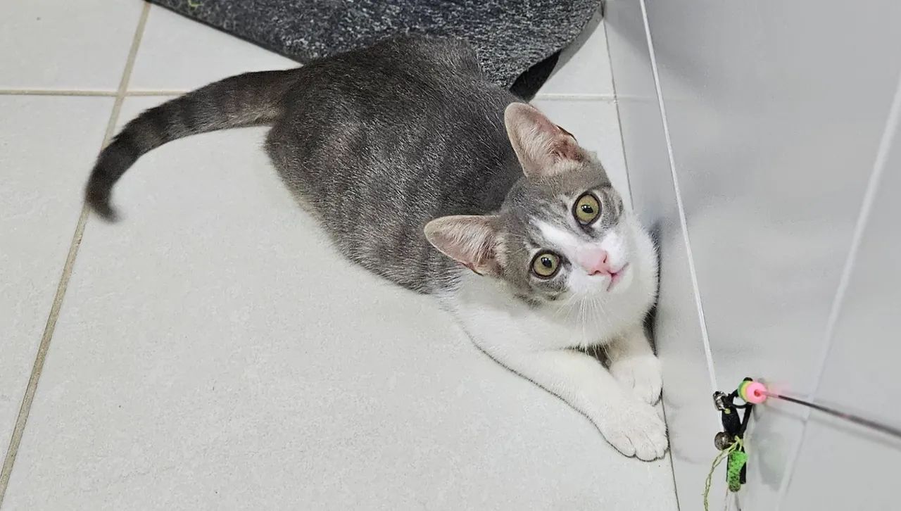 Doação gatinho bebê  - Foto 4