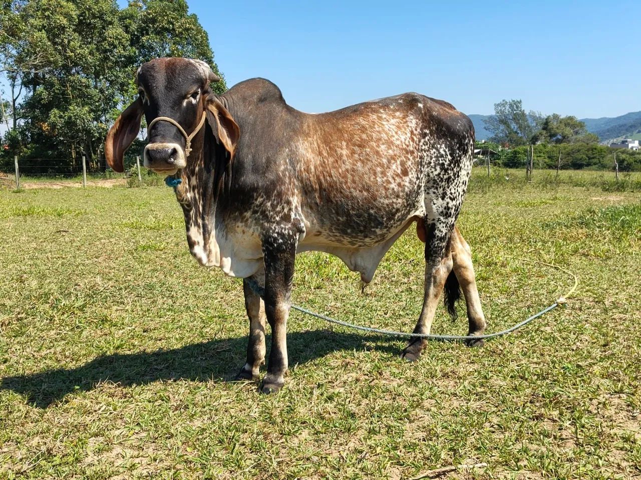 Vendo touro gir puro  - Foto 4