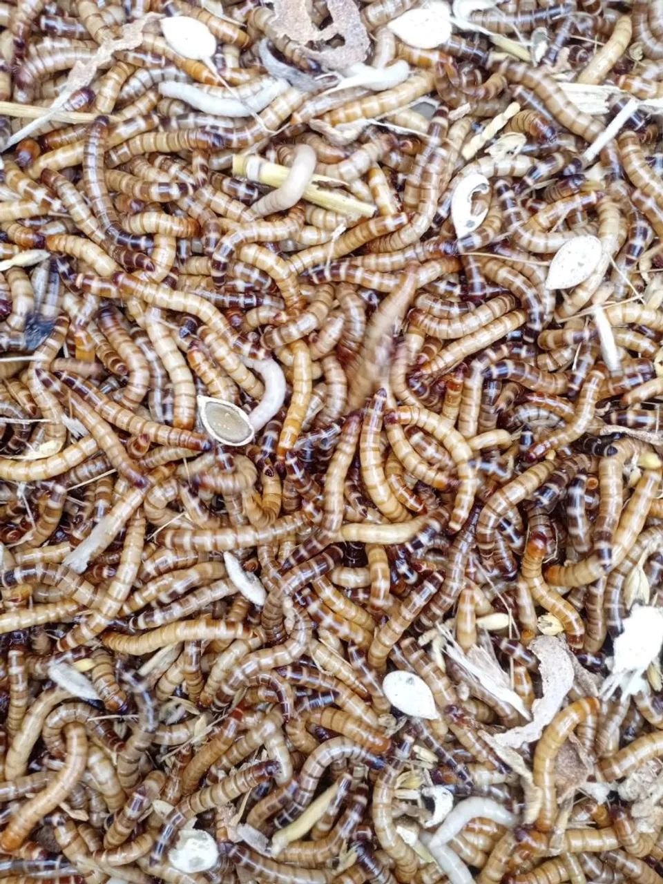 Tenébrios  - Foto 2