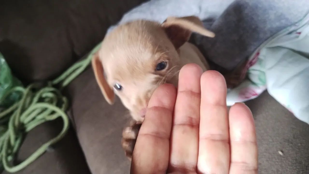 Cachorro Pincher  - Foto 3