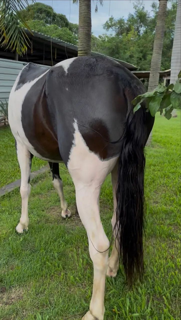 Cavalo pampa de preto  - Foto 5