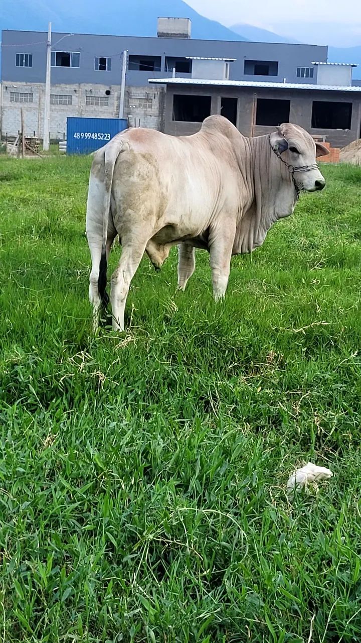 Touro nelore 18 meses  - Foto 2