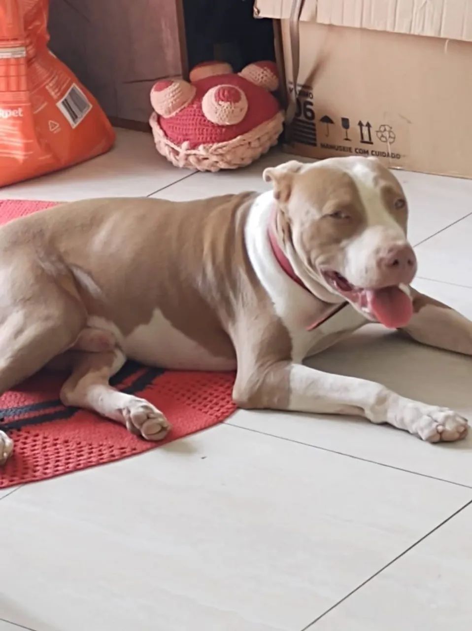 Filhote  de pitbul 