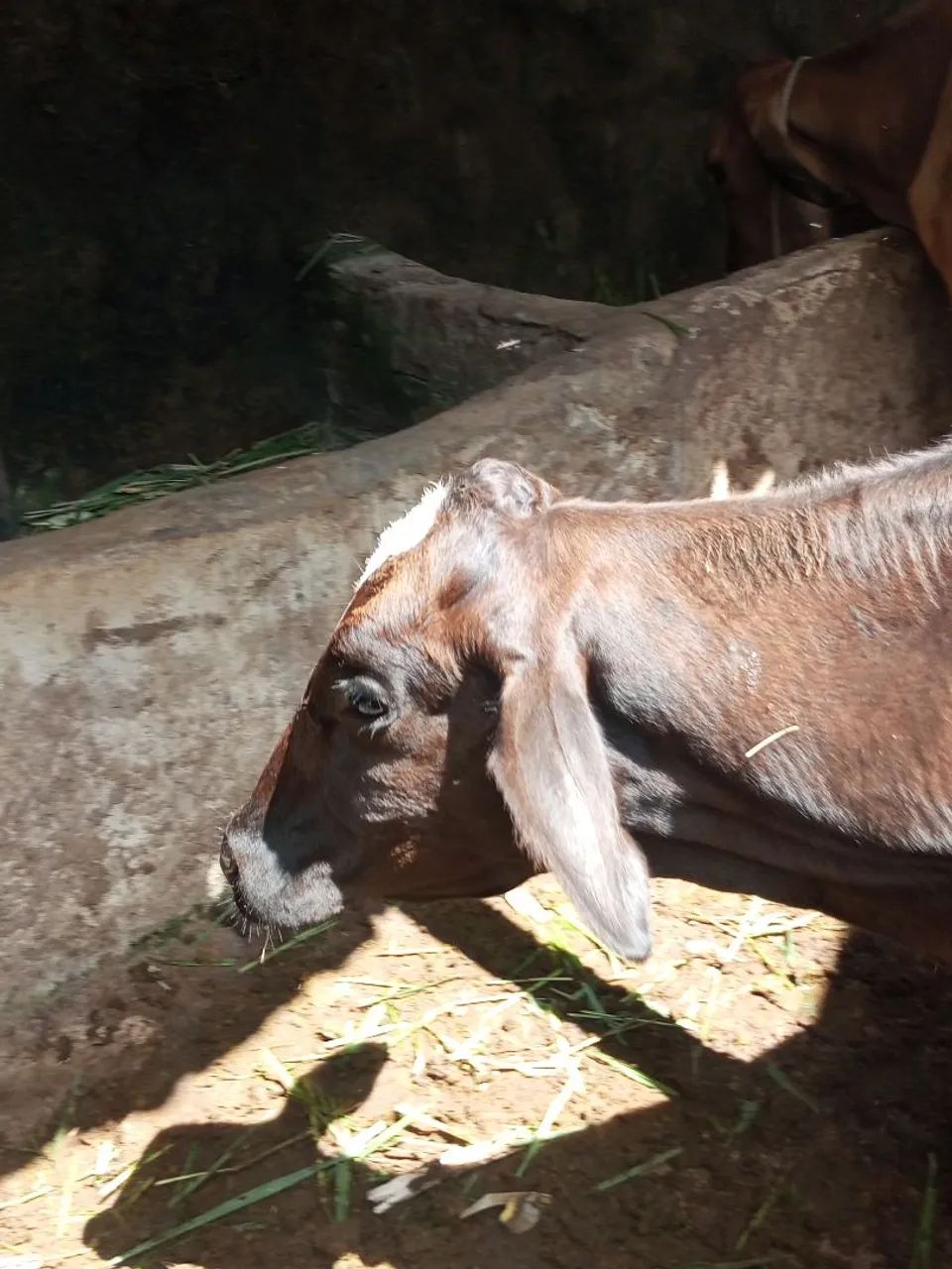 Vaca - Foto 5