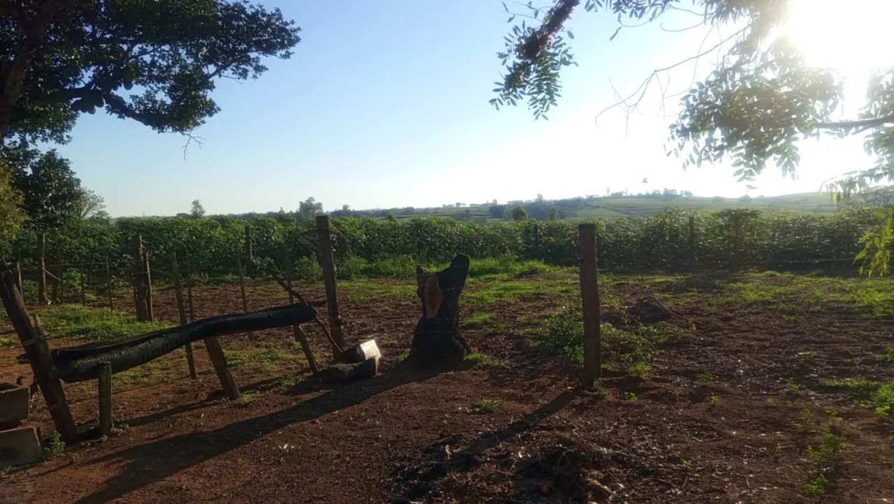 Vendo Sítio em Lucélia SP apenas 2km da cidade - Foto 3