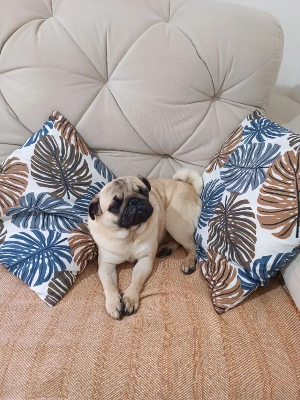 Lindo Pug Macho!