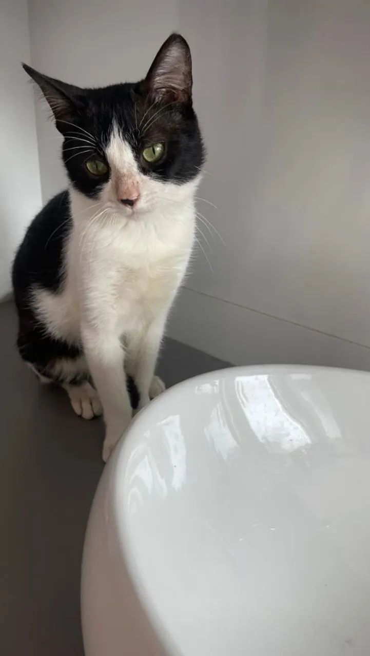 Gato macho - Foto 2