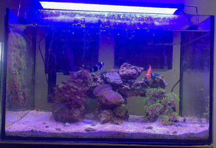 Vendo 3 Aquários Completos - Foto 2