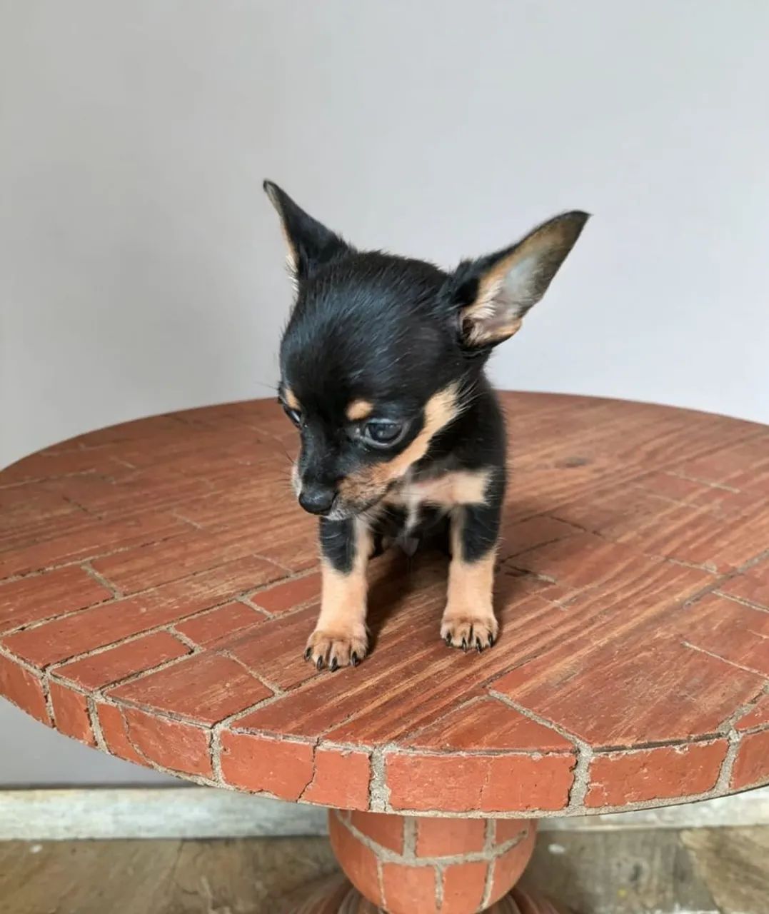 Pinscher docinho