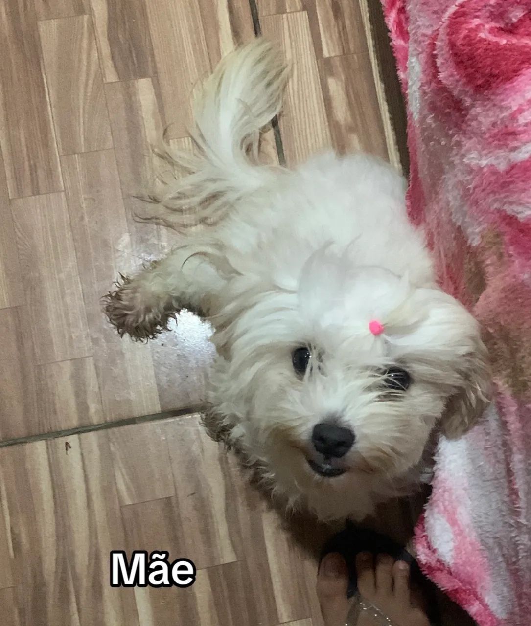 Princesinha  - Foto 4