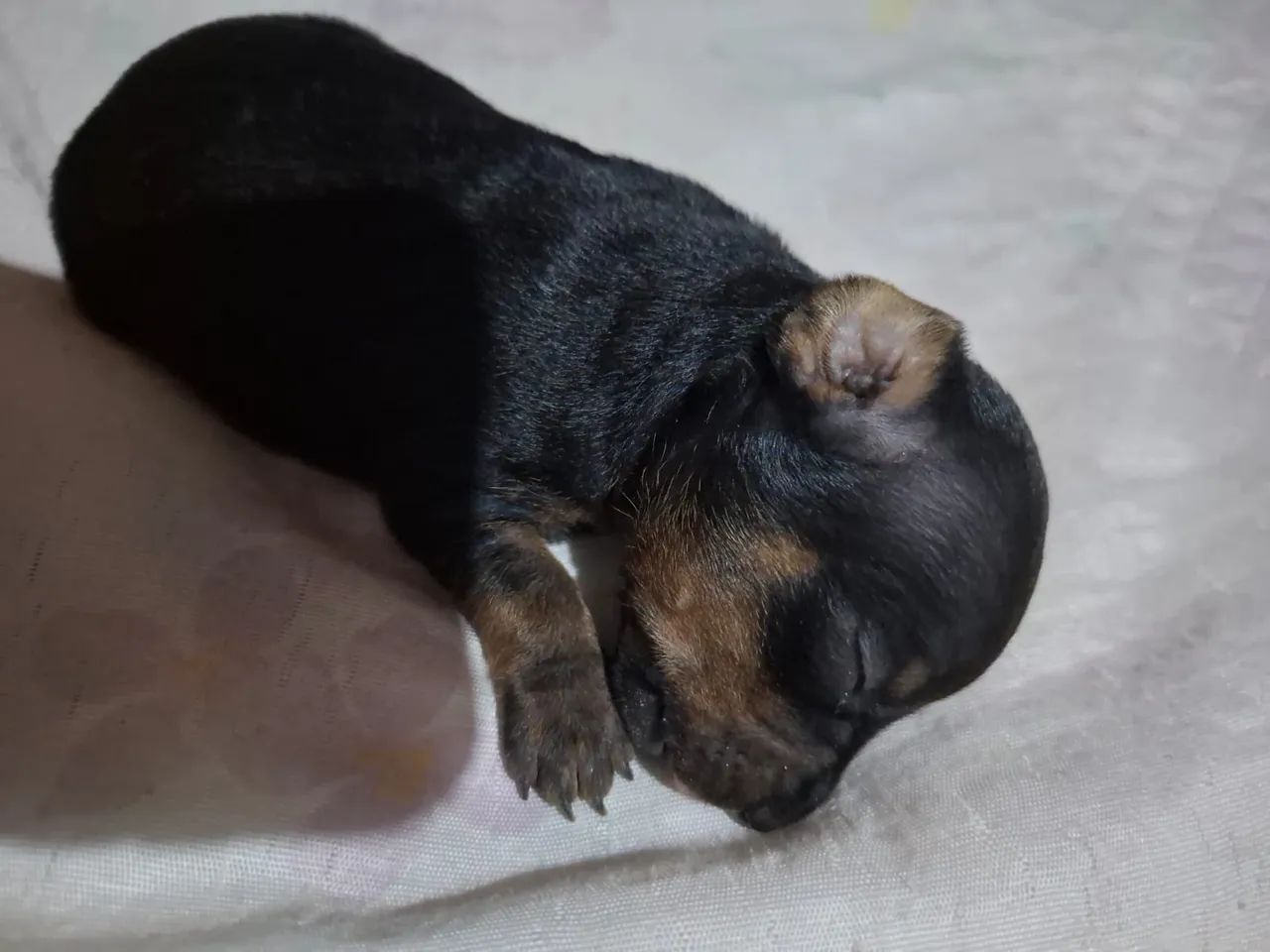 Disponível pinsher 1