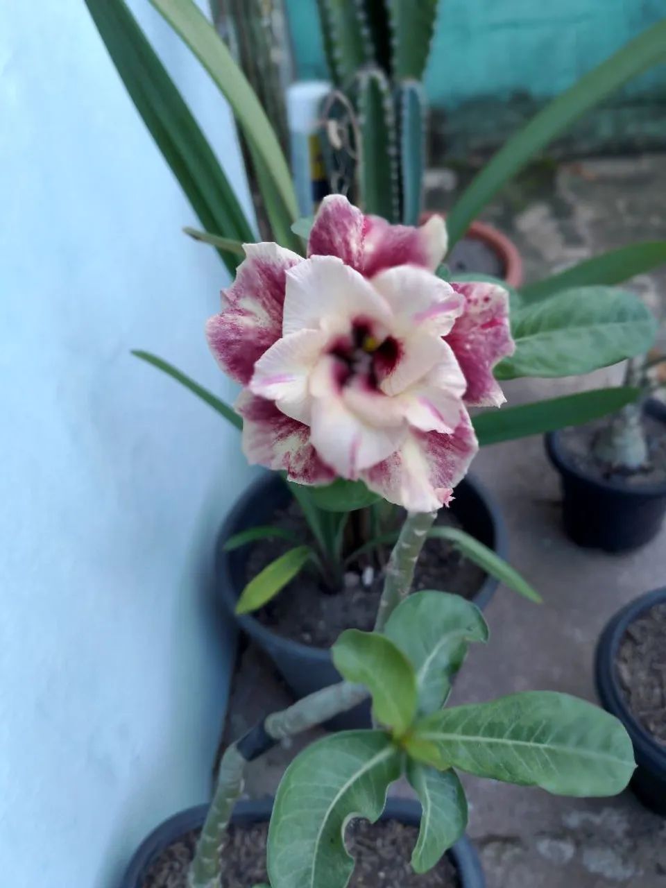 Rosa do Deserto  - Foto 4