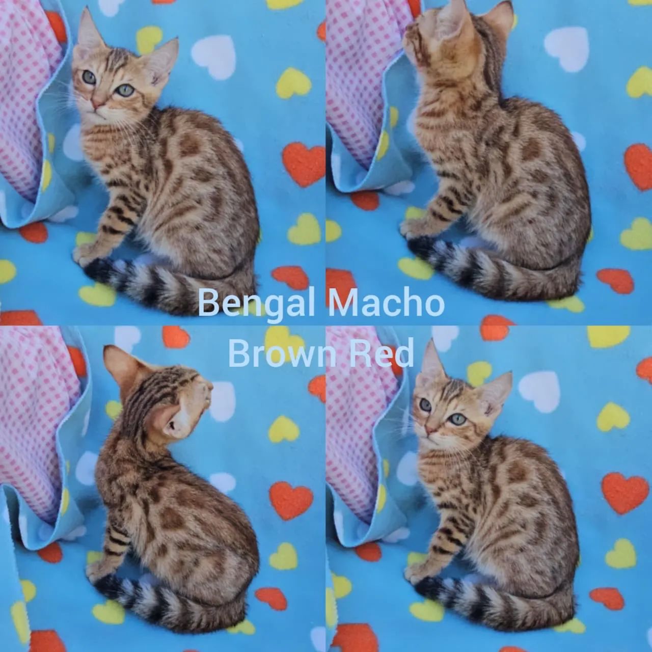 Bengal Filhotes Gatil BSB Cat - Foto 4