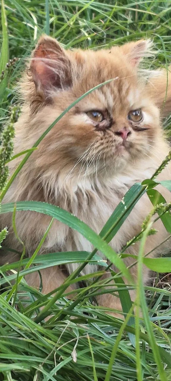 Filhote Persa show  - Foto 2