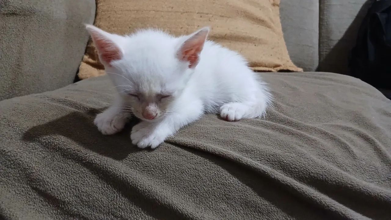 Doa-se Gato  - Foto 2