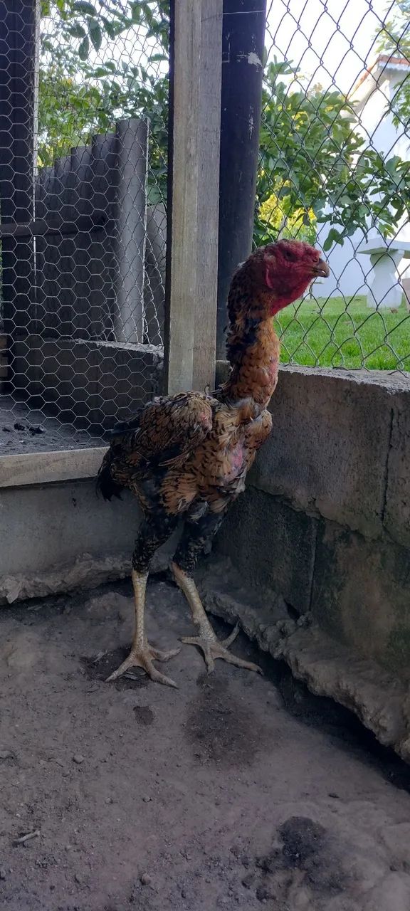 Galinha índio gigante 