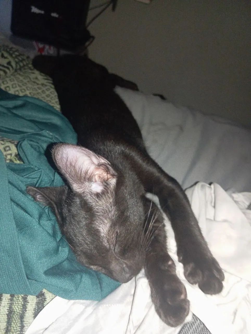 Gato castrado 1 ano de vida. - Foto 2