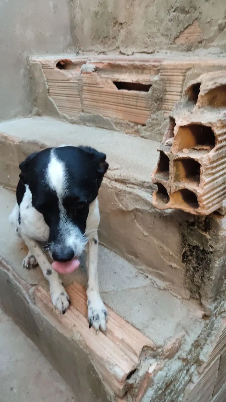 Doação de cachorro  - Foto 5