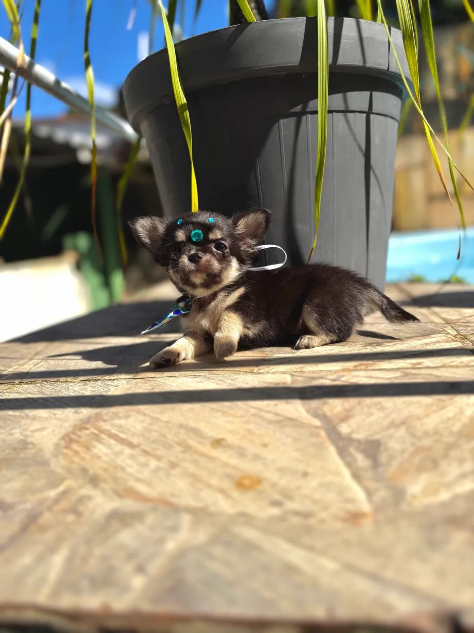 Chihuahua Black Tan  - Foto 5