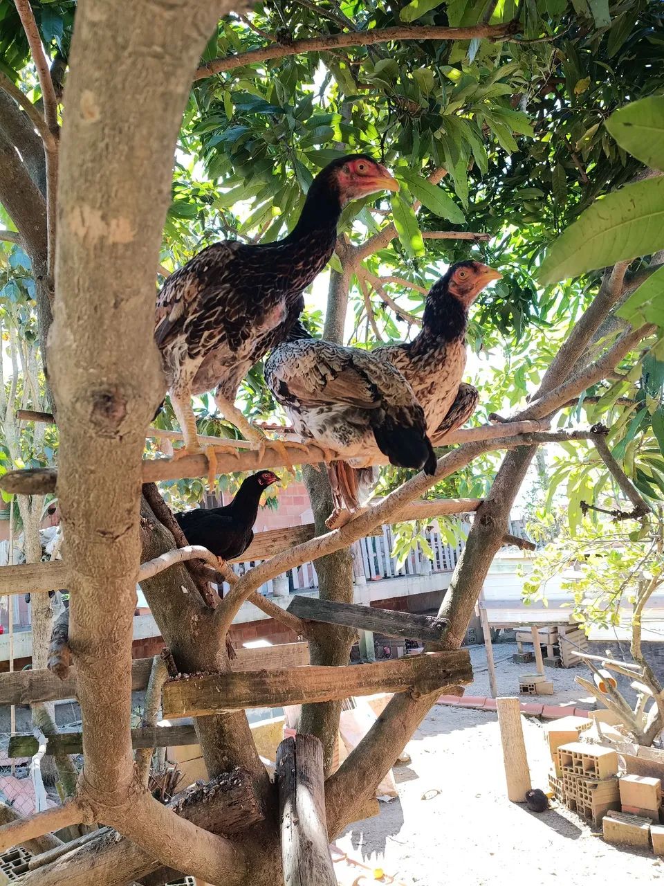 Aves - Foto 3