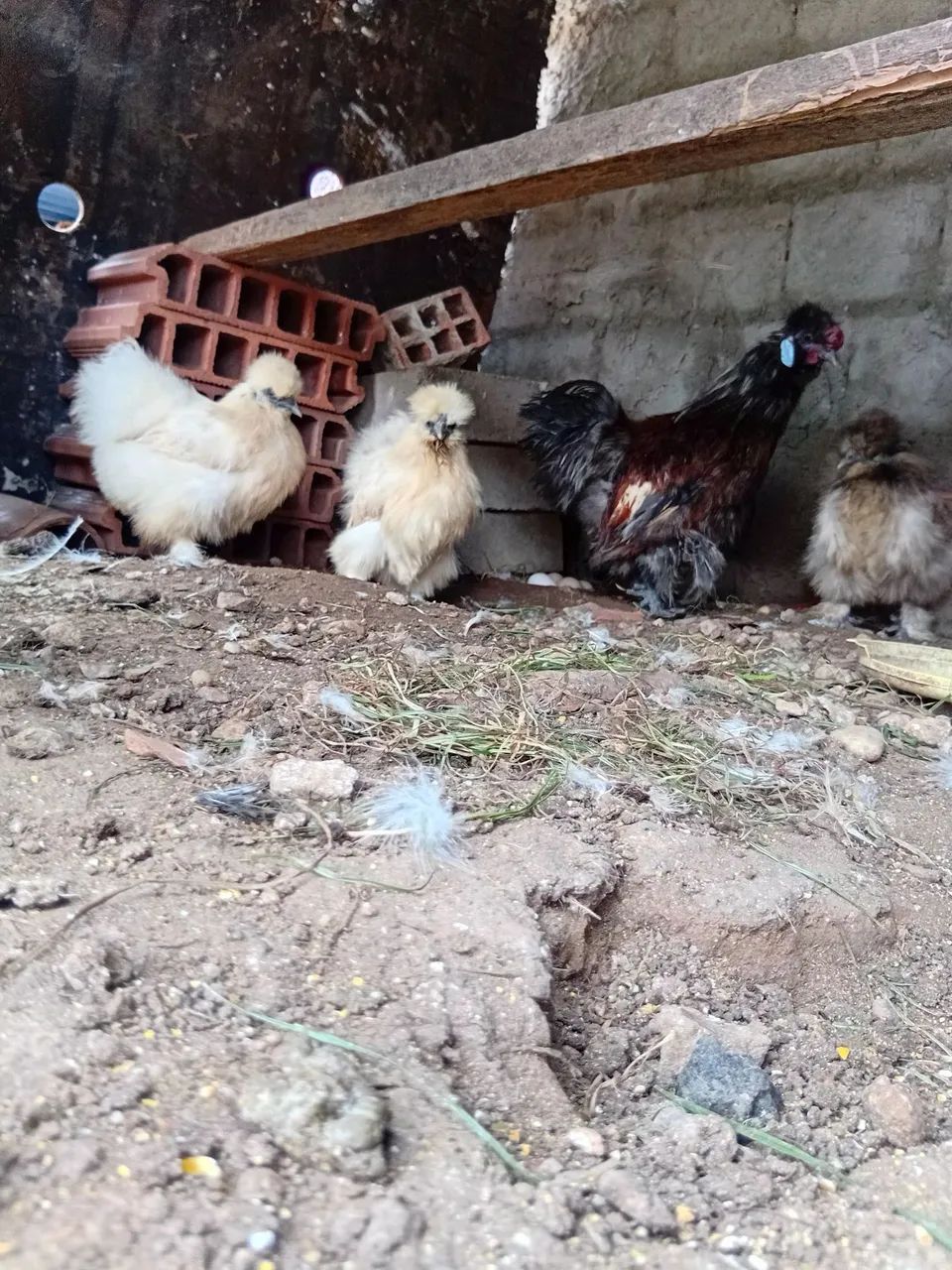 Vendo galinhas sedosas  - Foto 4
