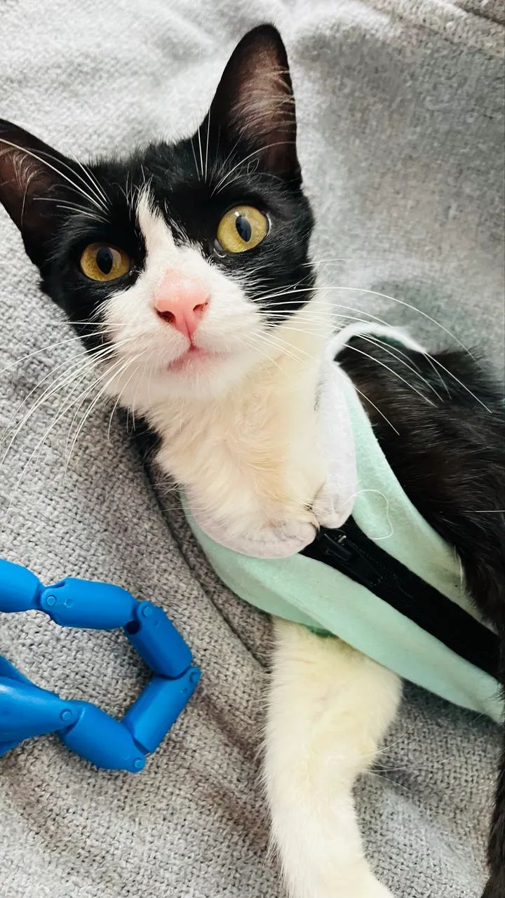 Gatinha castrada para adoção  - Foto 4