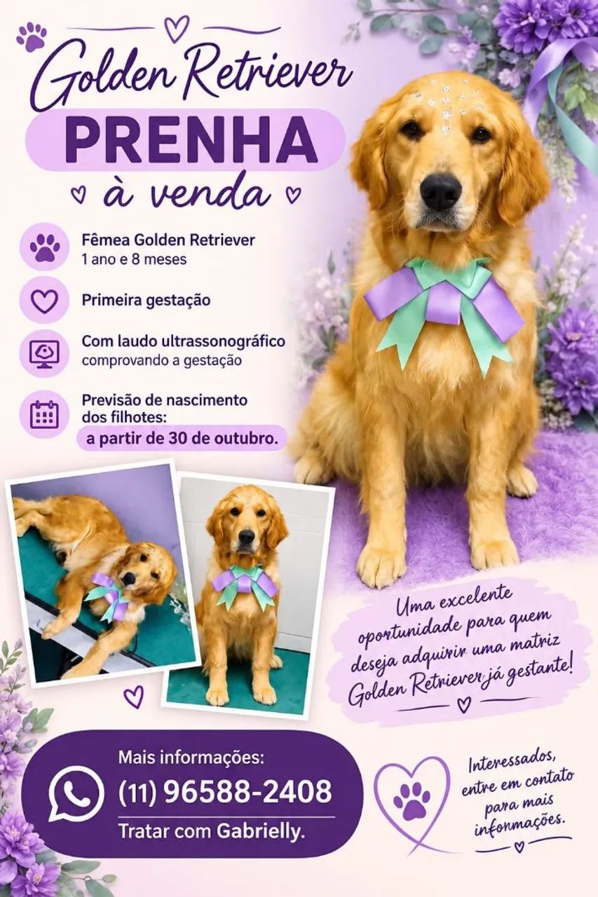 Golden Retriever 