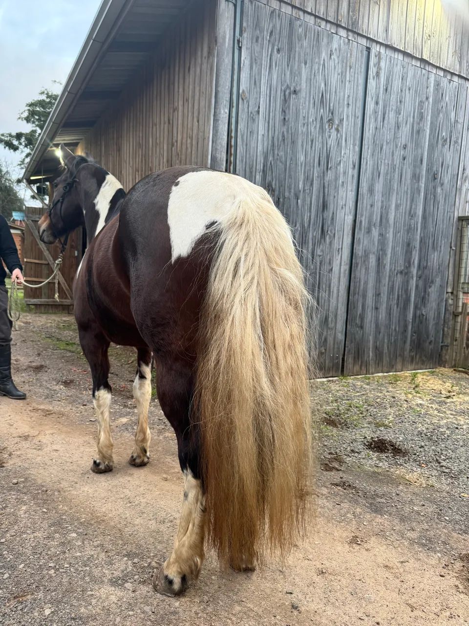 Tobiana de Pechar Touro, Fenômena! - Foto 3
