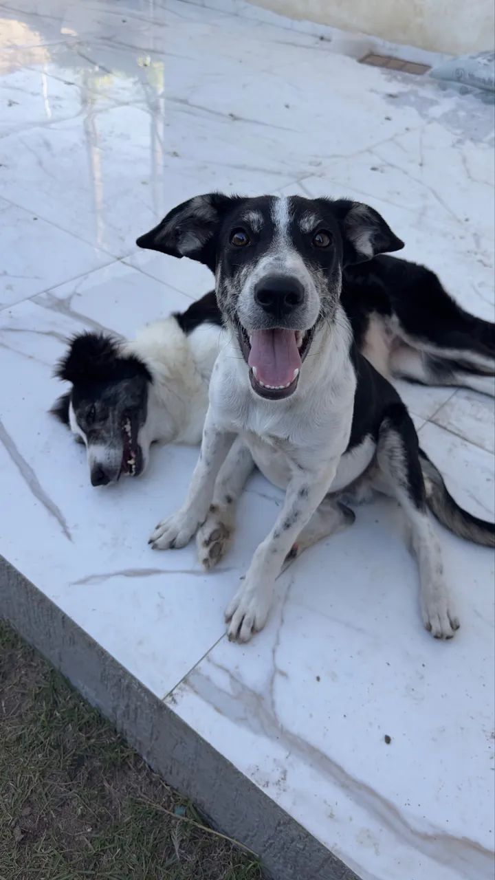 Cachorro para adoção  - Foto 2