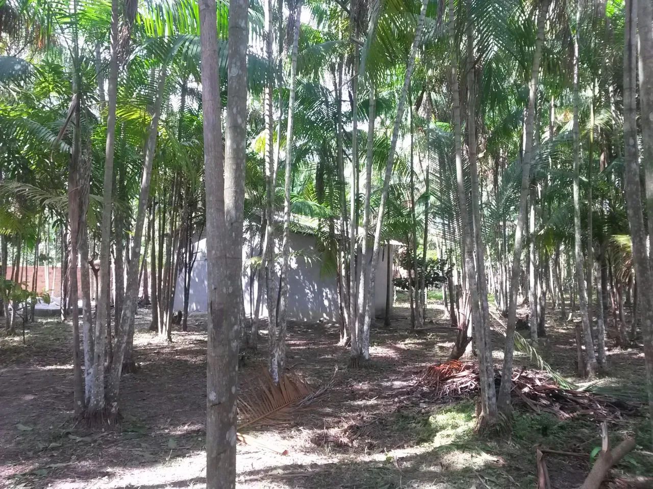 Foto - Belém - Tapanã (Icoaraci)