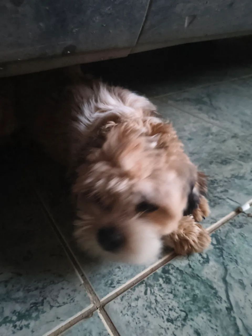 Shitzu macho  - Foto 2