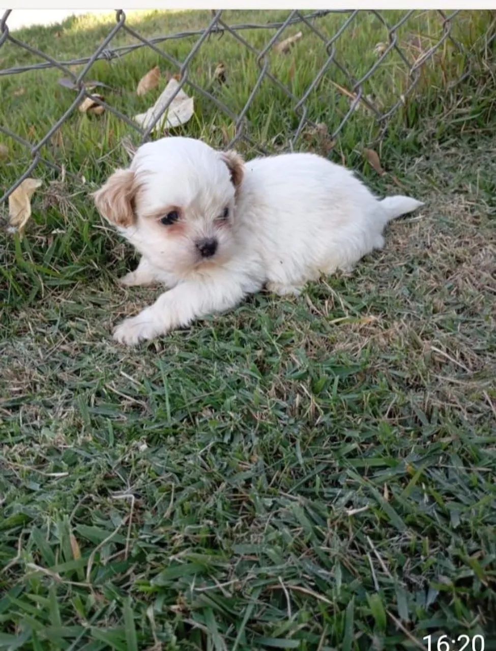 Cachorro 