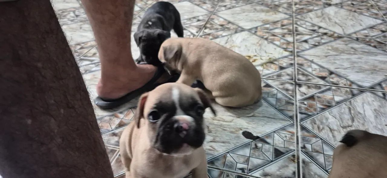 Filhotes buldogue francês - Foto 2