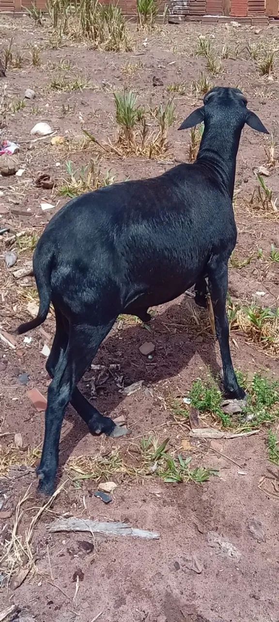Ovelhas AMORJADAS e carneiro.  - Foto 6