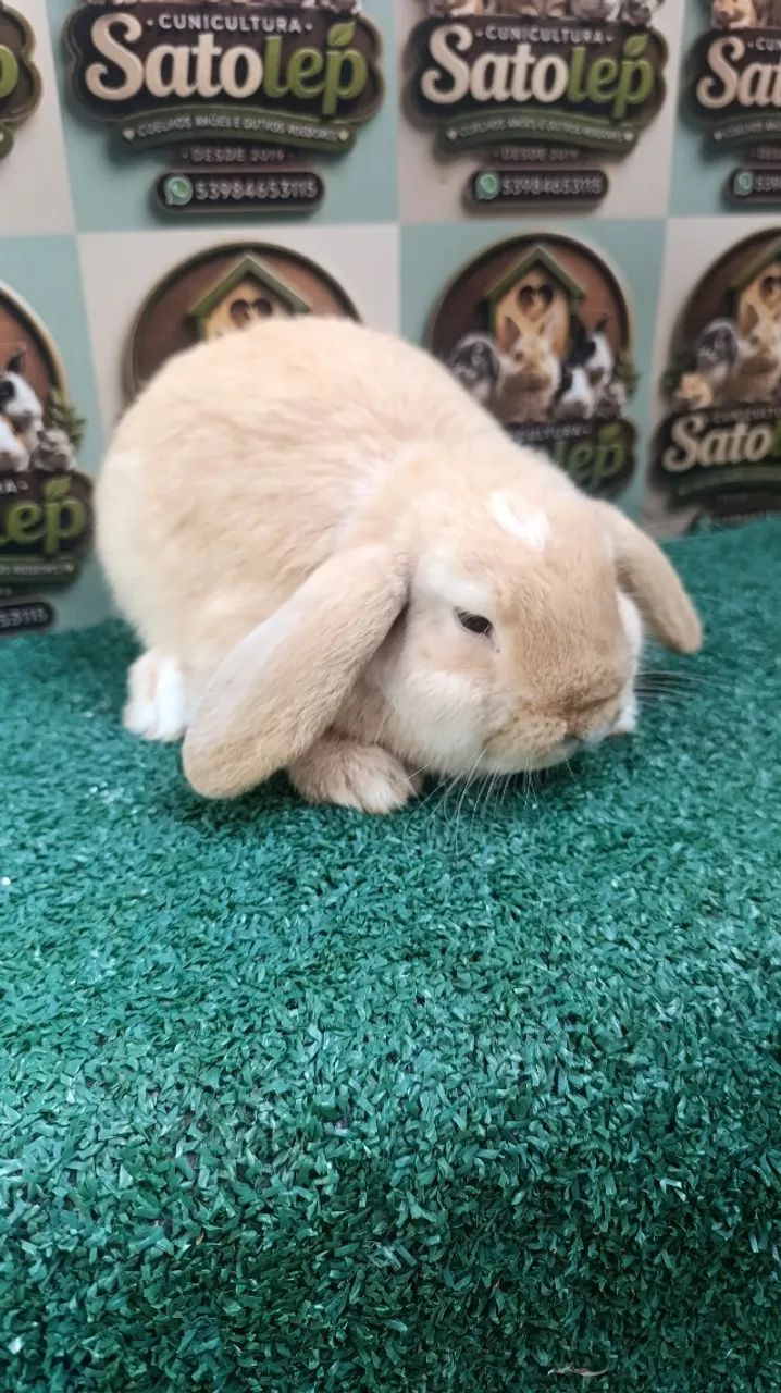 Mini Lop 
