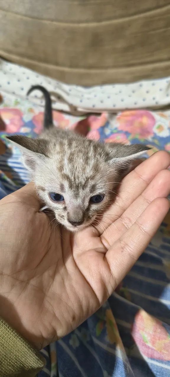 Gatinhos para adoção 